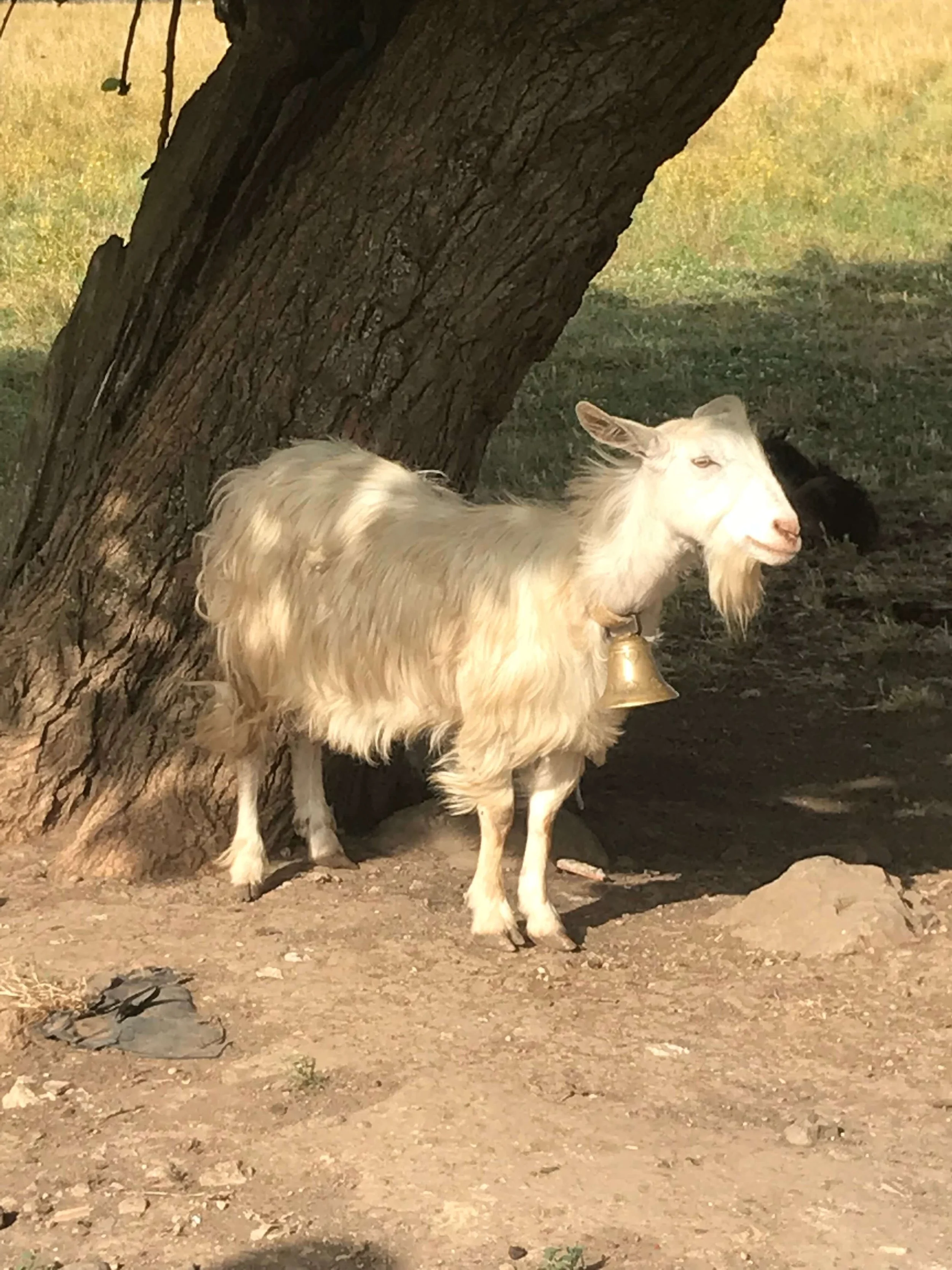 5 day rome itinerary appian way goat