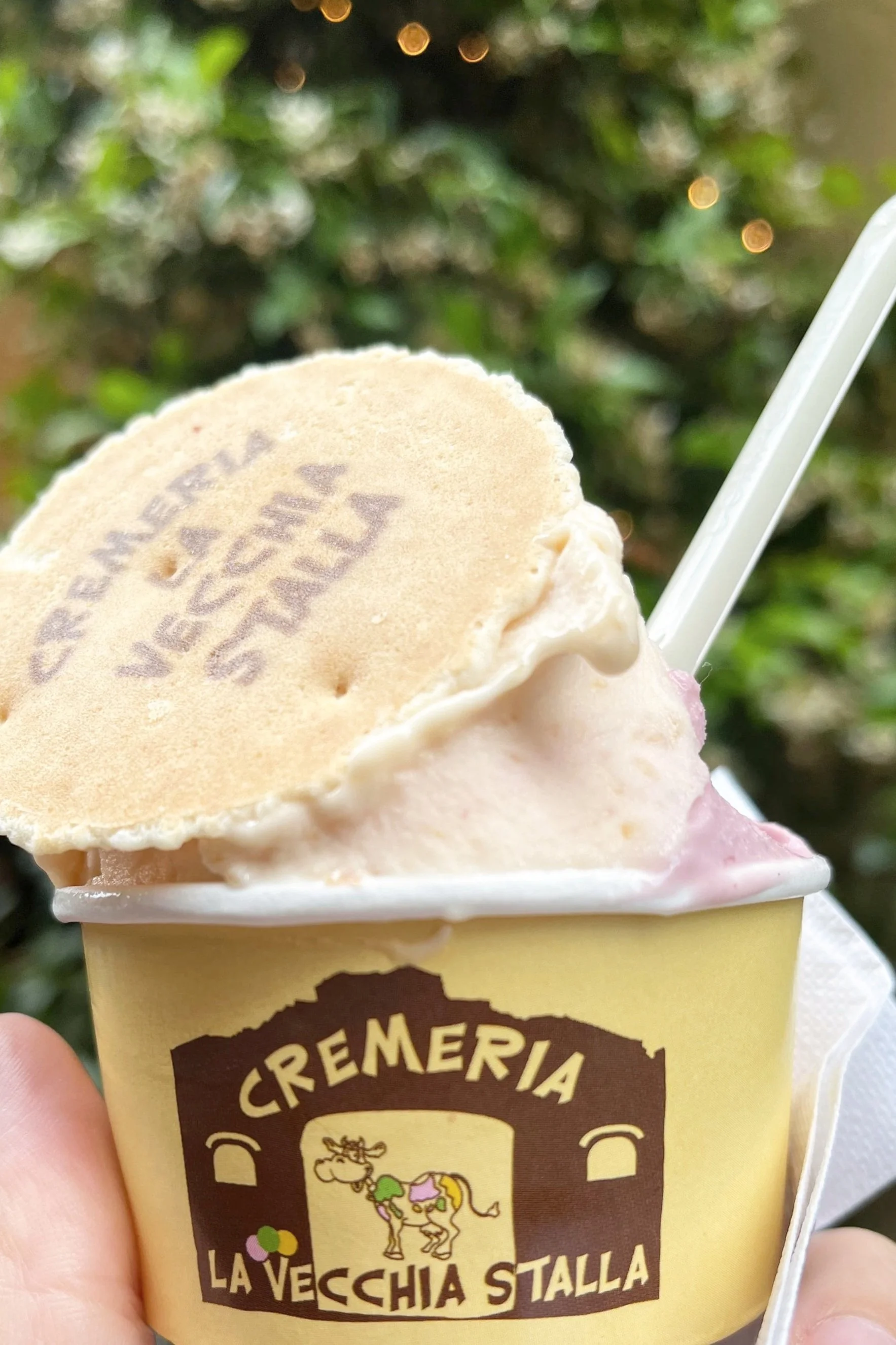a cup of gelato