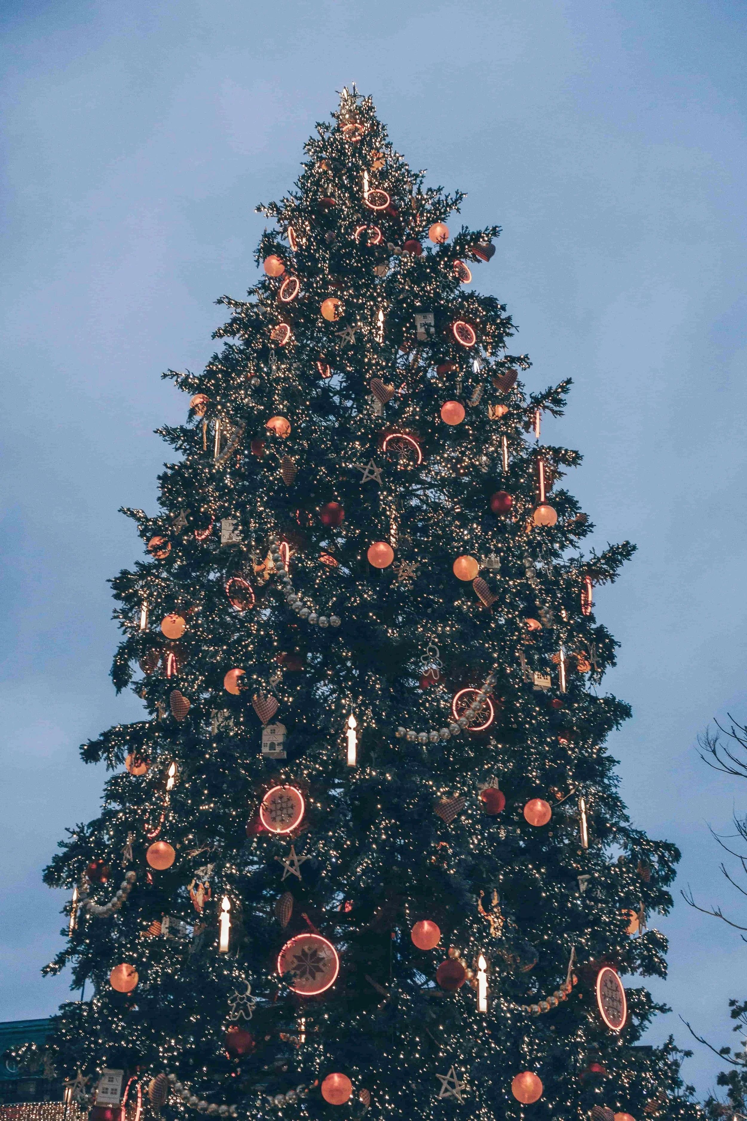 Strasbourg Christmas Tree (1)