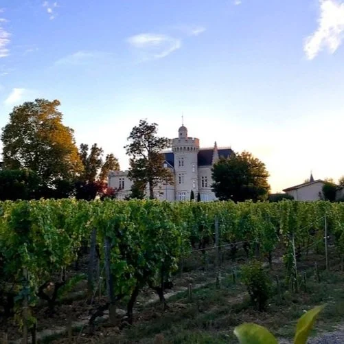 Vineyards at a wine estate in Bordeaux, France.