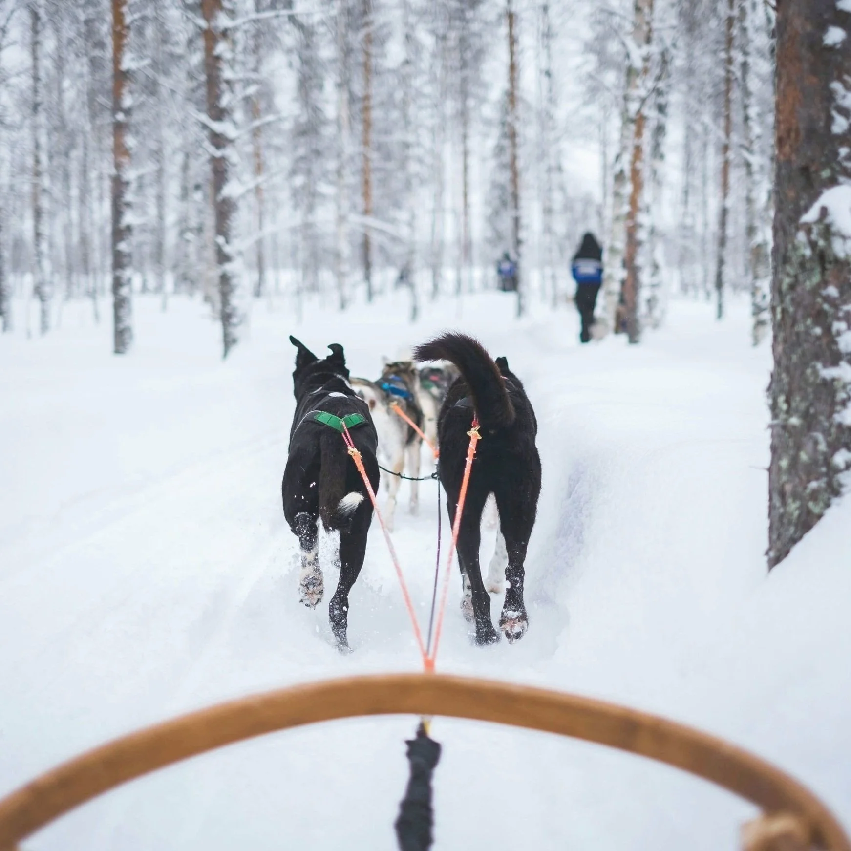A pack of dogs lead a dog sled through the snowy landscape.