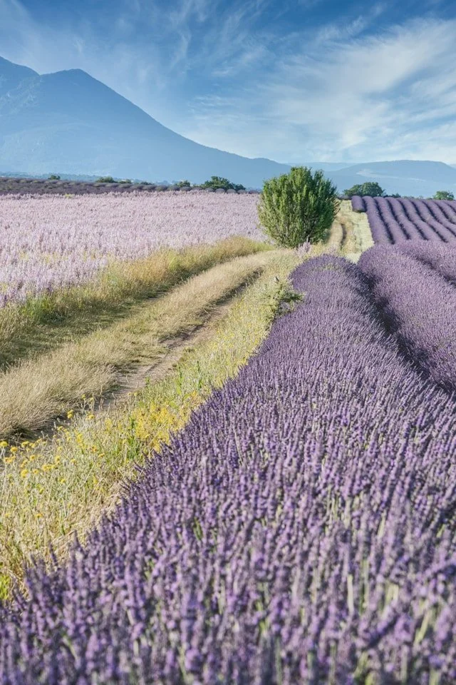 Rows of lavender fields in Provence, France.