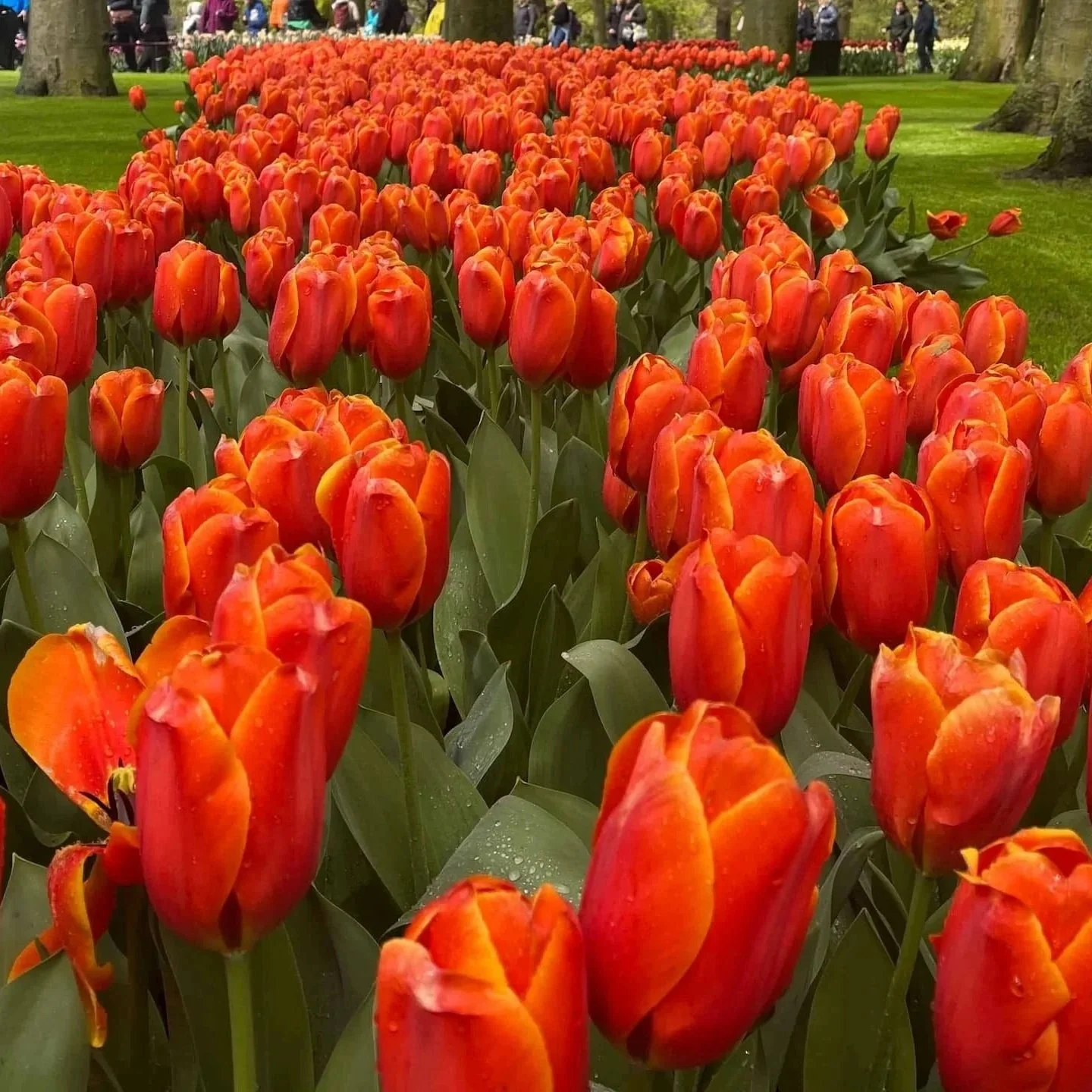 A magnificent row of red-orange tulips at Keukenhof.