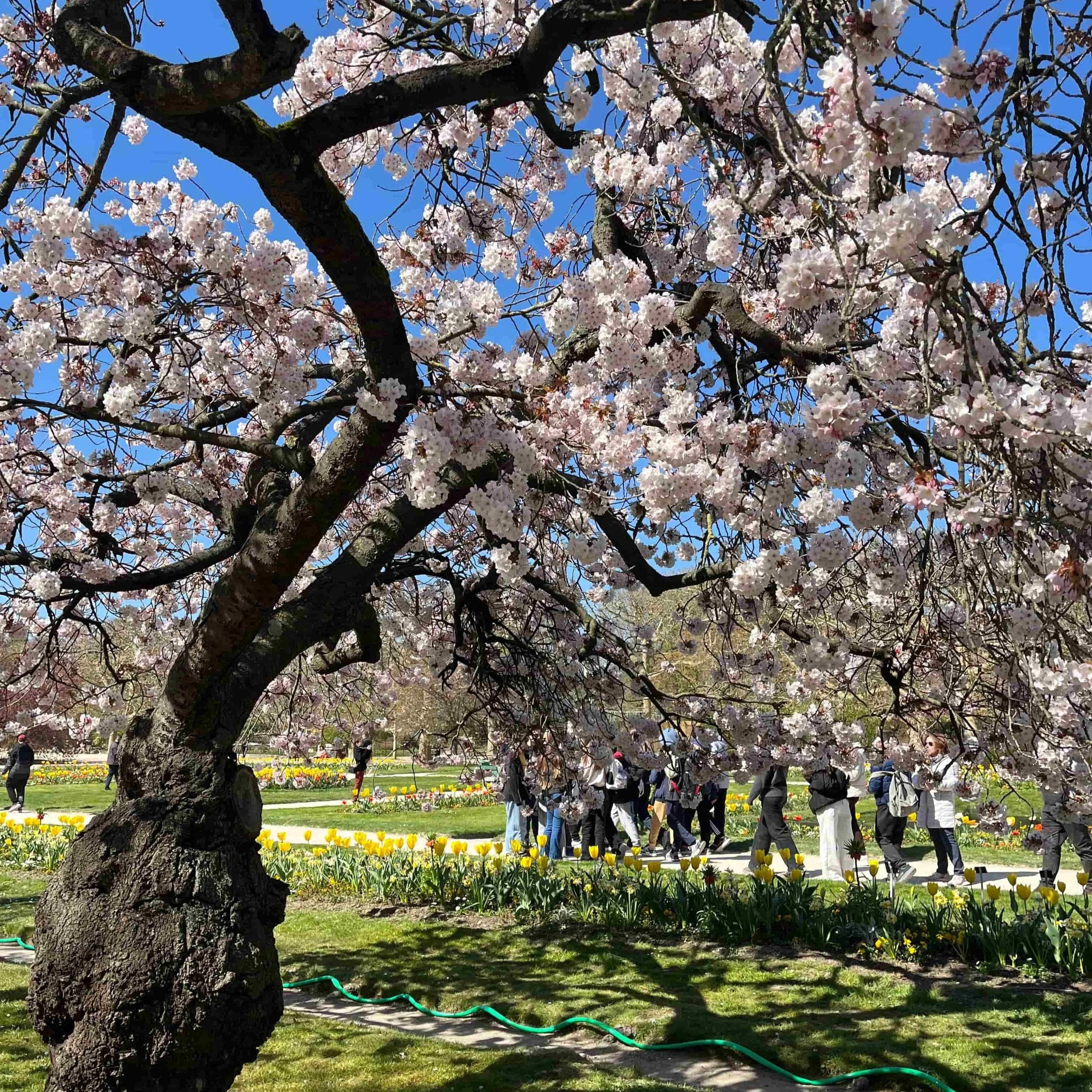 Japan in paris cherry blossom jardin des plantes