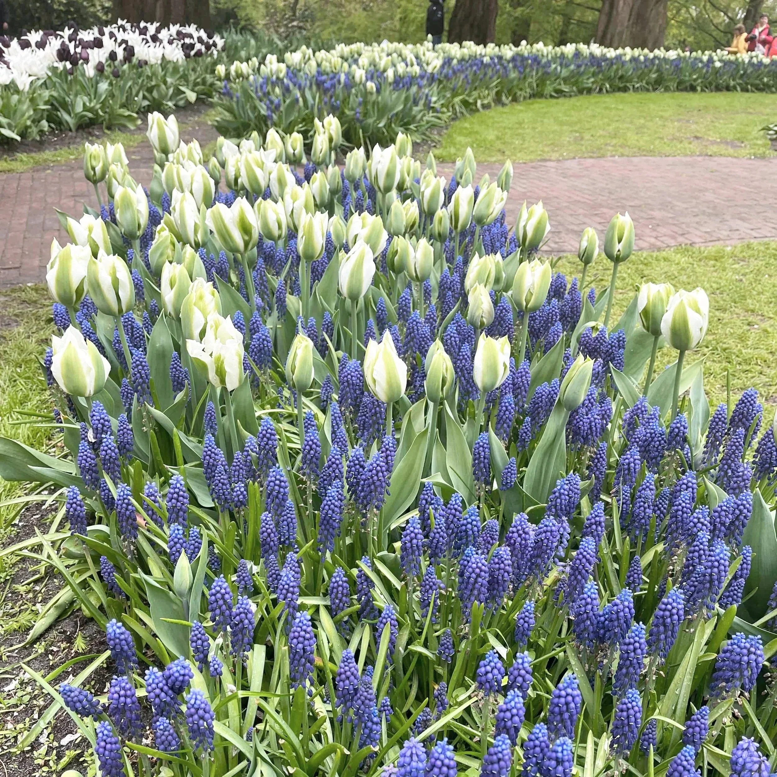 Rows of tulips and muscari at Keukenhof.