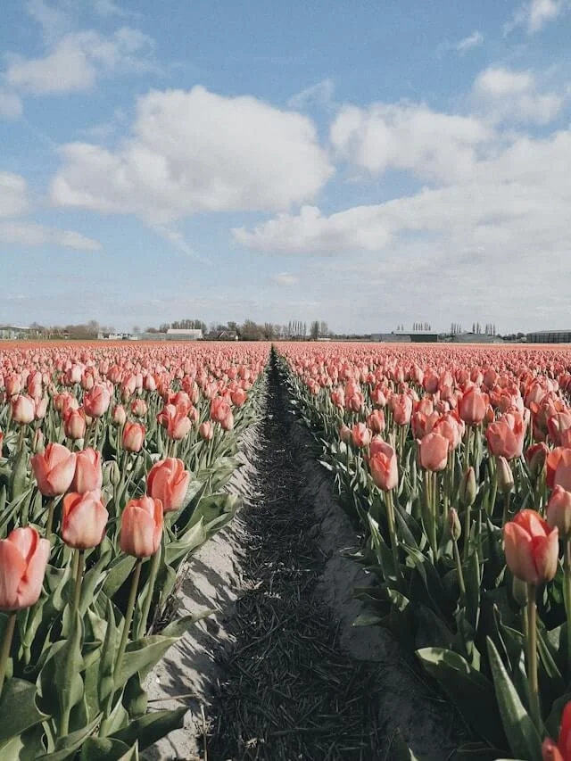 A field of tulips in Lisse, Netherlands.