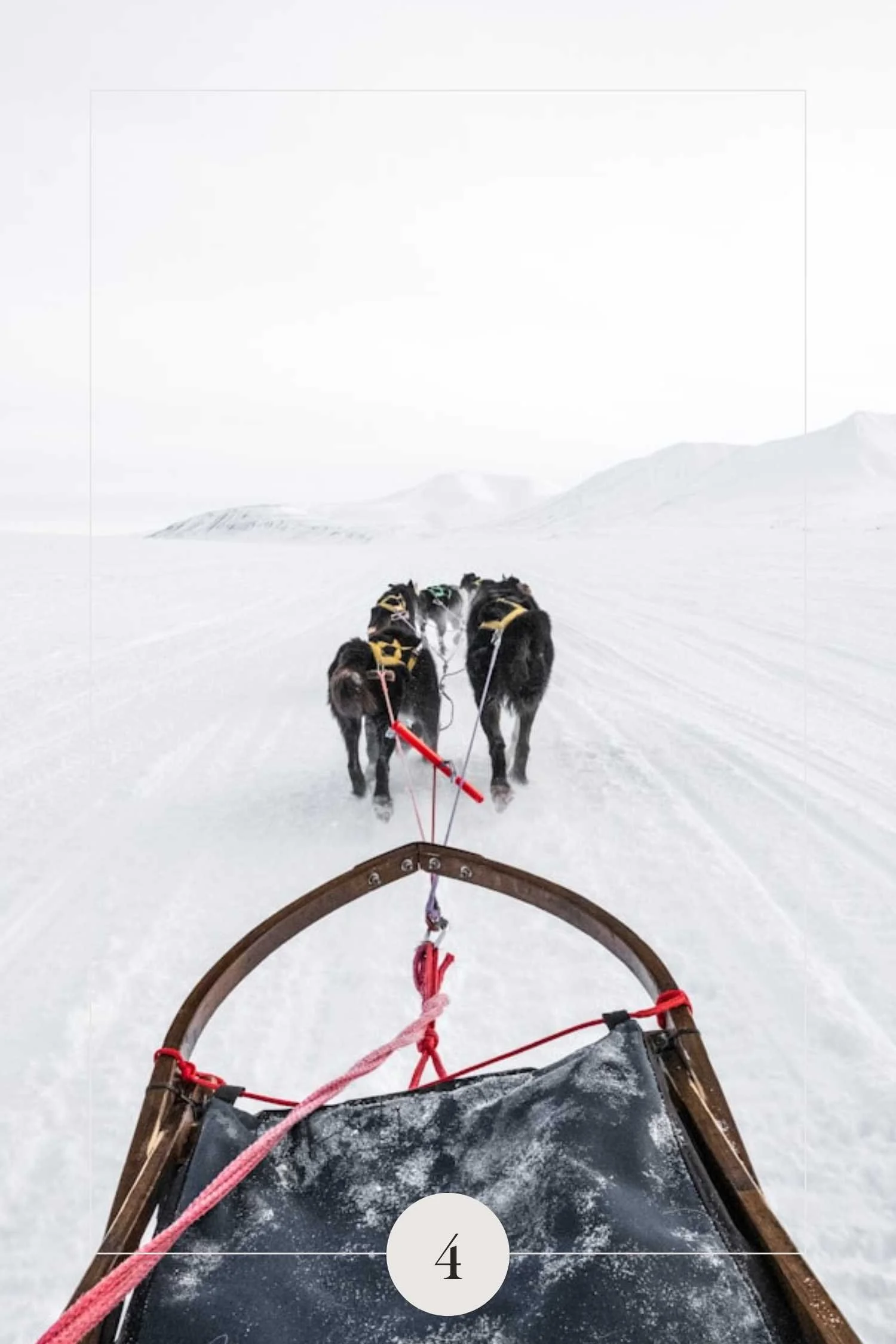 Husky Dog Sledding