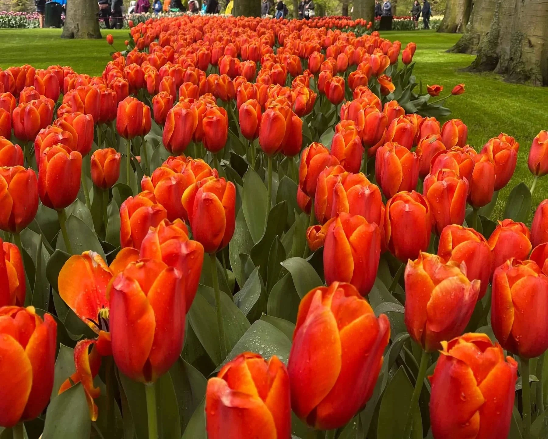 Tulips at Keukenhof in the Netherlands.